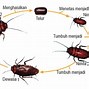 Metamorfosis Tidak Sempurna Terjadi Pada Jangkrik